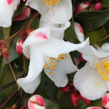 Load image into Gallery viewer, Camellia transnokoensis