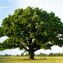 Load image into Gallery viewer, Truffle Tree