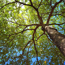 Load image into Gallery viewer, Truffle Tree