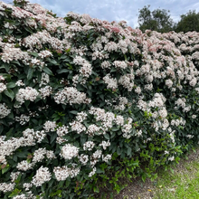 Load image into Gallery viewer, Viburnum tinus