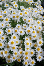 Load image into Gallery viewer, TESTING PRODUCT 20CM