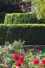 Load image into Gallery viewer, ENGLISH BOX (BUXUS SEMPERVIRENS) 14CM