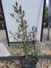 Load image into Gallery viewer, LEPTOSPERMUM MORRISONII BURGUNDY 14CM POT