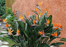 Load image into Gallery viewer, BIRD OF PARADISE - STRELITZIA REGINAE 30CM POT