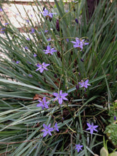 Load image into Gallery viewer, DIANELL REVOLUTA LITTLE REV 14CM POT