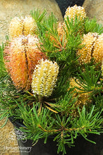 Load image into Gallery viewer, BANKSIA BIRTHDAY CANDLES 14CM pot