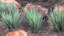Load image into Gallery viewer, DIANELLA REVOLUTA LITTLE REV 14CM POT