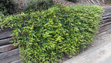 Load image into Gallery viewer, GREVILLEA GAUDI CHAUDI 140MM POT