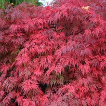 Load image into Gallery viewer, ACER PALMATUM DISSECTUM 'ORANGEOLA' 40CM
