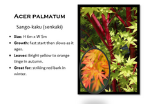 Load image into Gallery viewer, ACER SENKAKI 33CM