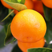 Load image into Gallery viewer, CUMQUAT GREEN CALAMONDIN 20CM