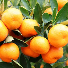 Load image into Gallery viewer, CUMQUAT CALAMONDIN 33CM