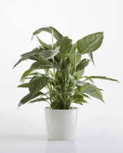Load image into Gallery viewer, ECO POT AMSTERDAM 20cm WHITE GREY