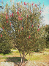 Load image into Gallery viewer, HAKEA FRANCISIANA 20CM POT