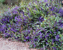Load image into Gallery viewer, HARDENBERGIA HAPPY WANDERER 14CM POT