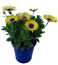Load image into Gallery viewer, OSTEOSPERMUM BLUE EYE BEAUTY 15CM POT