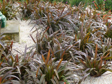Load image into Gallery viewer, DIANELLA TASMANICA BLAZE 14CM POT