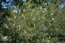 Load image into Gallery viewer, BANKSIA MARGINATA 14CM POT