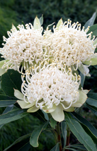 Load image into Gallery viewer, TELOPEA SHADY LADY WHITE PBR 14CM