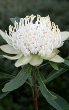 Load image into Gallery viewer, TELOPEA SHADY LADY WHITE 20CM
