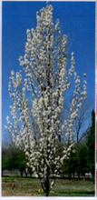 Load image into Gallery viewer, PYRUS CALLERYANA CAPITAL 30CM POT 1.6m TALL, WELL BRANCHED.