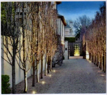 Load image into Gallery viewer, Pyrus Capital Ornamental Pear 50cm