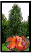 Load image into Gallery viewer, PYRUS CALLERYANA CAPITAL 25CM POT