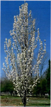 Load image into Gallery viewer, PYRUS CALLERYANA CAPITAL 25CM POT