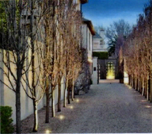 Load image into Gallery viewer, PYRUS CALLERYANA CAPITAL 25CM POT