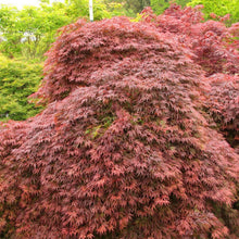 Load image into Gallery viewer, ACER PALMATUM DISSECTUM 'ORANGEOLA' 40CM