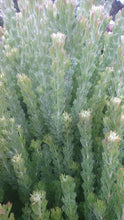 Load image into Gallery viewer, WOOLLY BUSH - ADENANTHOS PLATINUM 20CM POT