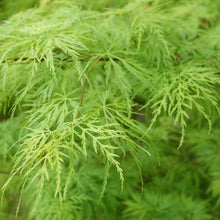 Load image into Gallery viewer, WEEPING MAPLE VIRIDIS 33CM POT