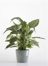 Load image into Gallery viewer, ECO POT AMSTERDAM 20cm BLUE GREY