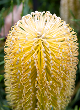 Load image into Gallery viewer, BANKSIA BIRTHDAY CANDLES 14CM pot