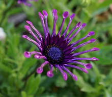 Load image into Gallery viewer, OSTEOSPERMUM BLACK WIDOW 15CM POT