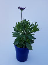 Load image into Gallery viewer, OSTEOSPERMUM BLACK WIDOW 15CM POT