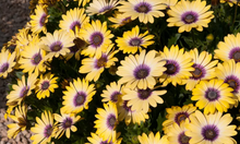 Load image into Gallery viewer, OSTEOSPERMUM BLUE EYE BEAUTY 15CM POT
