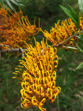 Load image into Gallery viewer, GREVILLEA ROBUSTA 14CM POT