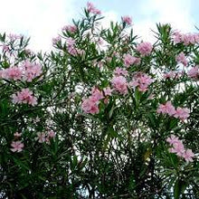 Load image into Gallery viewer, OLEANDER SINGLE PINK 20CM POT