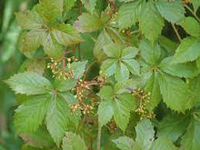 Load image into Gallery viewer, VIRGINIA CREEPER - PARTHENOCISSUS QUINQUEFOLIA 20CM POT