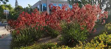 Load image into Gallery viewer, KANGAROO PAW - ANIGOZANTHOS RUFUS 14CM POT