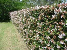 Load image into Gallery viewer, ABELIA GRANDIFLORA NANA 20CM POT