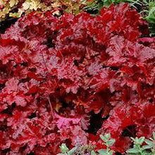 Load image into Gallery viewer, CORAL BELLS - HEUCHERA FOREVER RED 15CM POT