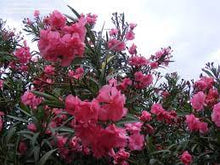 Load image into Gallery viewer, OLEANDER DOUBLE PINK 20CM POT