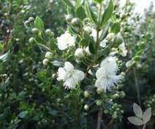 Load image into Gallery viewer, MYRTUS LUMA 20CM POT