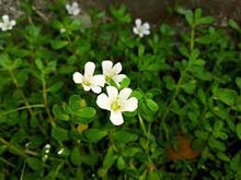 Load image into Gallery viewer, BRAHMI THE MEMORY HERB 10CM POT