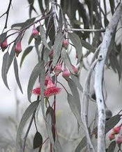 Load image into Gallery viewer, EUCALYPTUS CAESIA SILVER PRINCESS 14CM POT