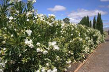 Load image into Gallery viewer, OLEANDER MADONNA GRADIFLORA 20CM POT