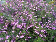 Load image into Gallery viewer, BAUERA ROSE CARPET 14CM POT