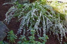 Load image into Gallery viewer, MICROMYRTUS CILIATA PROSTRATE SPRING DRIFTER 14CM POT